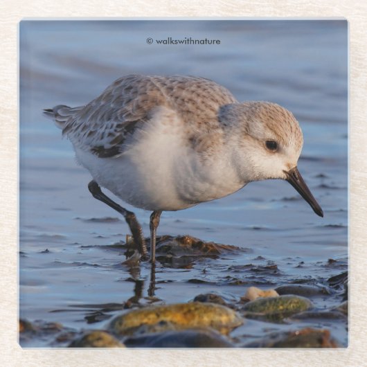 Cute Sanderling Shorebird Wanders a Winter Beach Glazen Onderzetter (Voorkant)