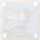 Cute Sanderling Shorebird Wanders a Winter Beach Glazen Onderzetter (Achterkant)