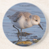 Cute Sanderling Shorebird Wanders a Winter Beach Zandsteen Onderzetter (Voorkant)
