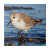 Cute Sanderling Wanders Wintry Shores Tegeltje (Voorkant)