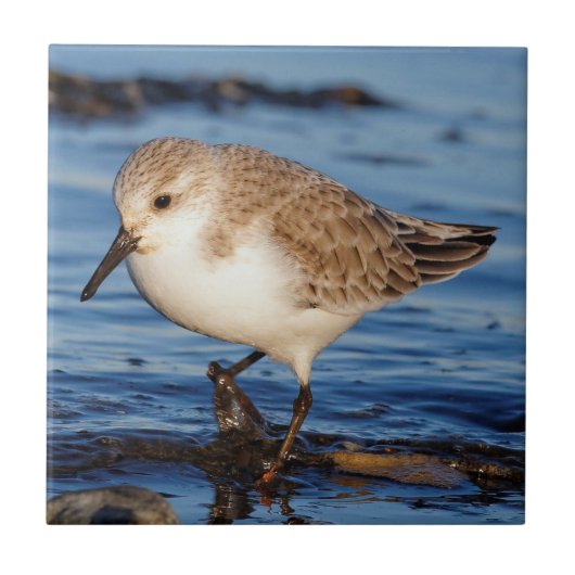 Cute Sanderling Wanders Wintry Shores Tegeltje (Voorkant)