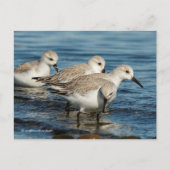 Cute Sanderlings Sandpipers bij Beach Briefkaart (Voorkant)