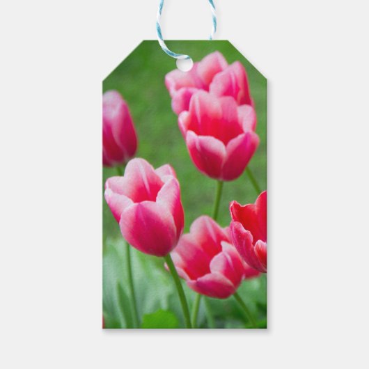 Cute scarlet tulpen in de tuin cadeaulabel (Voorkant)