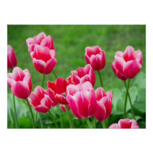 Cute scarlet tulpen in de tuin perfect poster