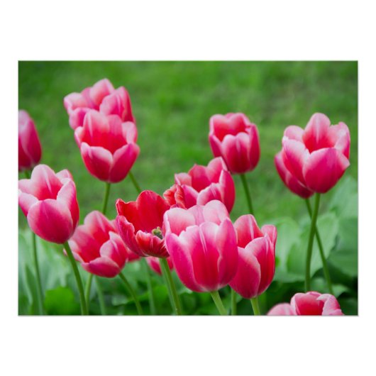 Cute scarlet tulpen in de tuin perfect poster (Voorkant)