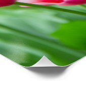 Cute scarlet tulpen in de tuin perfect poster (Hoek)