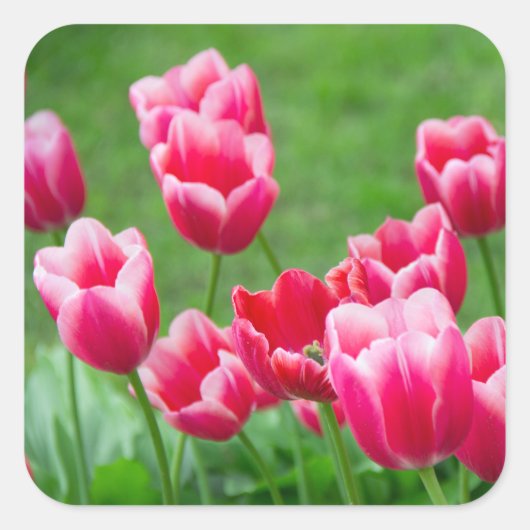 Cute scarlet tulpen in de tuin vierkante sticker (Voorkant)