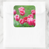 Cute scarlet tulpen in de tuin vierkante sticker (Tas)
