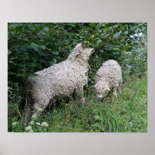 Cute Schaap Eet Bladeren Poster (Voorkant)