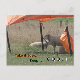 Cute Schaap Klantenkaart. Blijf Koel Ansichtkaart Feestdagenkaart