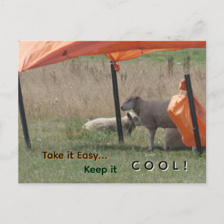 Cute Schaap Klantenkaart. Blijf Koel Ansichtkaart Feestdagenkaart