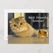 Cute scotch-vouw noedels kattenvriendenkaart briefkaart (Voorkant / Achterkant)