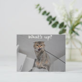 Cute scottish fold noedels cat hallo grappige kaar briefkaart (Staand voorkant)