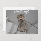 Cute scottish fold noedels cat hallo grappige kaar briefkaart (Voorkant / Achterkant)