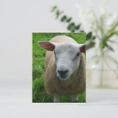 Cute Scottish Sheep Briefkaart (Staand voorkant)