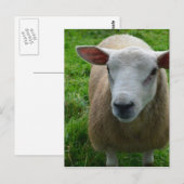Cute Scottish Sheep Briefkaart (Voorkant / Achterkant)