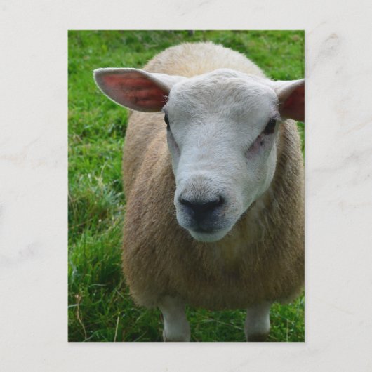 Cute Scottish Sheep Briefkaart (Voorkant)