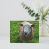Cute Scottish Sheep Briefkaart (Staand voorkant)