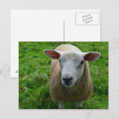 Cute Scottish Sheep Briefkaart (Voorkant / Achterkant)