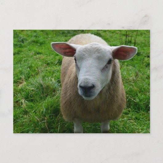 Cute Scottish Sheep Briefkaart (Voorkant)