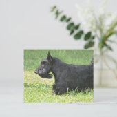 Cute Scottish Terrier Briefkaart (Staand voorkant)