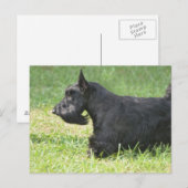 Cute Scottish Terrier Briefkaart (Voorkant / Achterkant)
