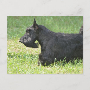 Cute Scottish Terrier Briefkaart