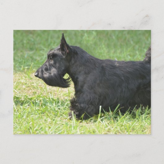 Cute Scottish Terrier Briefkaart (Voorkant)