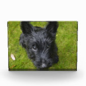 Cute Scottish Terrier Puppy Fotoblokken (Voorkant)