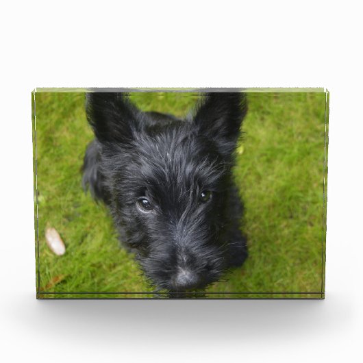 Cute Scottish Terrier Puppy Fotoblokken (Voorkant)