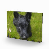 Cute Scottish Terrier Puppy Fotoblokken (Rechts)