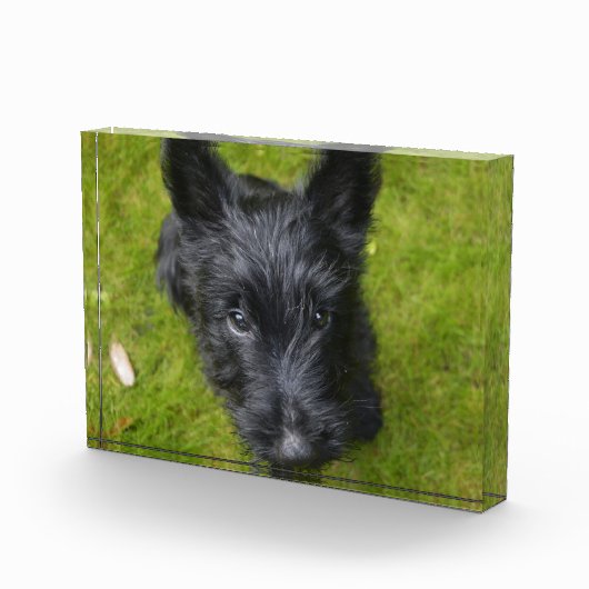 Cute Scottish Terrier Puppy Fotoblokken (Rechts)