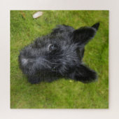 Cute Scottish Terrier Puppy Legpuzzel (Horizontaal)