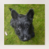 Cute Scottish Terrier Puppy Legpuzzel (Verticaal)