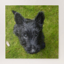 Cute Scottish Terrier Puppy Legpuzzel