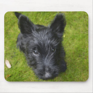 Cute Scottish Terrier Puppy Muismat