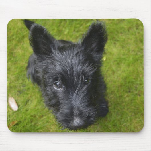 Cute Scottish Terrier Puppy Muismat (Voorkant)