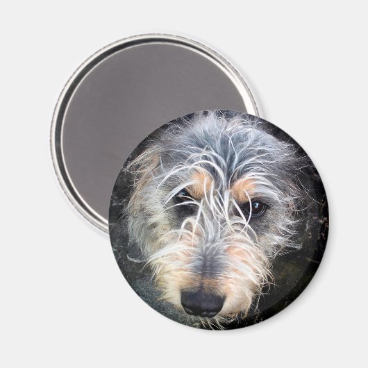 Cute scruffy dog's head magneet (Voorkant / Achterkant)