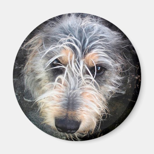 Cute scruffy dog's head magneet (Voorkant)