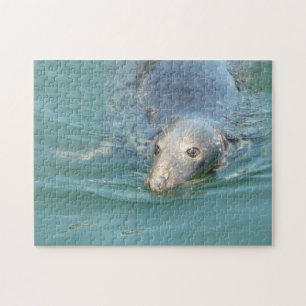 Cute Seal in Cape Cod Legpuzzel