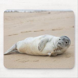 Cute Seal Posing on a Beach Muismat