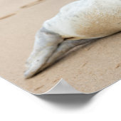 Cute Seal Posing on a Beach Poster (Hoek)