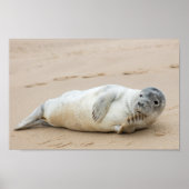 Cute Seal Posing on a Beach Poster (Voorkant)