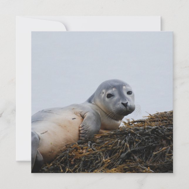 Cute Seal Pup (Voorkant)