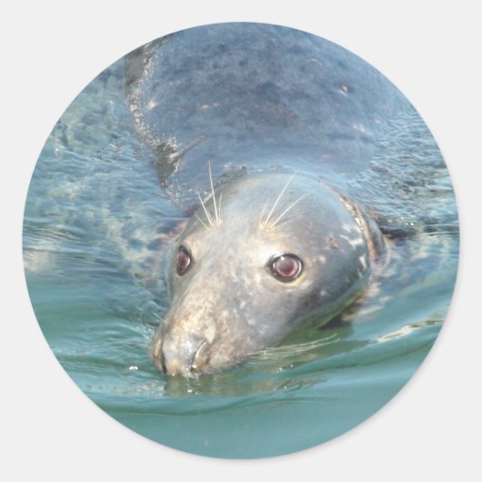 Cute Seal Swimming in Cape Cod Sticker (Voorkant)
