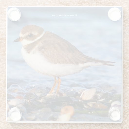 Cute Semipalmated Plover Shorebird op Winter Beach Glazen Onderzetter (Achterkant)