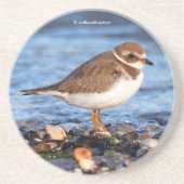 Cute Semipalmated Plover Shorebird op Winter Beach Zandsteen Onderzetter (Voorkant)
