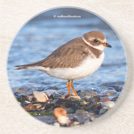 Cute Semipalmated Plover Shorebird op Winter Beach Zandsteen Onderzetter (Voorkant)