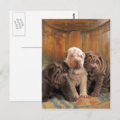 Cute Shar pei dreamers Briefkaart (Voorkant / Achterkant)
