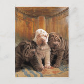 Cute Shar pei dreamers Briefkaart (Voorkant)